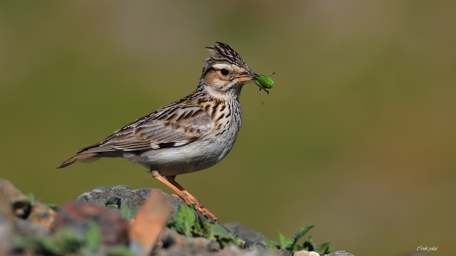 Wood Lark